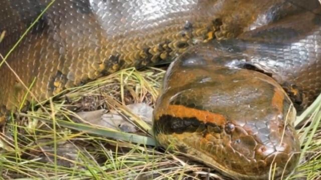दुनिया का सबसे बडा सांप|World's biggest snake - Biggest python snake - Giant anaconda|Longest snake смотреть онлайн