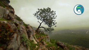 Солиҳ фарзанд сўраш дуоси.Фарзанд талабида юрганлар учун кучли дуо