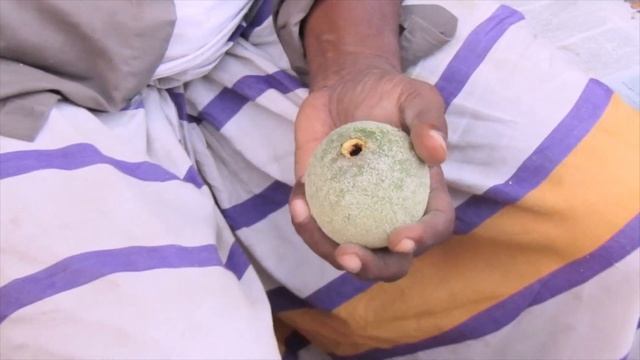 Wood Apple Fruit | Street Food Bel | Bengali Street Food Dhaka | Tasty Masala Wood Apple Street Foo смотреть онлайн