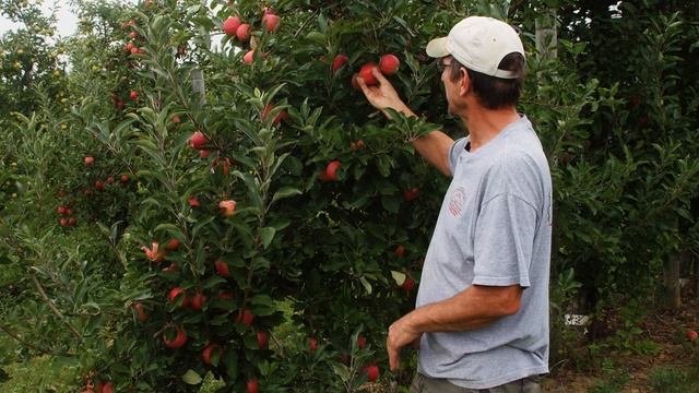 Gala Apples | Bite Size смотреть онлайн