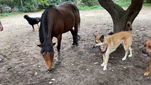 Horses munching some Apples and Carrots followed by a shower in the paddock. смотреть онлайн