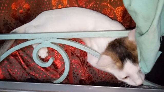 cat hanging on window and see outside view 😍 смотреть онлайн