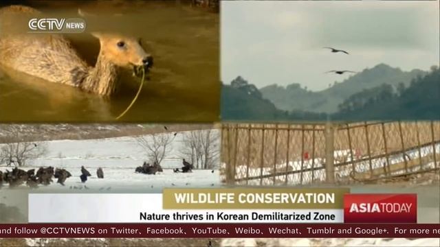 Korean Demilitarized Zone becomes a haven for rare wildlife смотреть онлайн