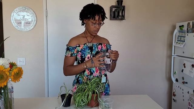 Spider Plant Care with Doña! #blackplantlady#spiderplantcare#blackgirlswithhouseplants смотреть онлайн