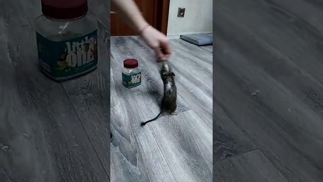 Дрессировка Дегу смотреть онлайн