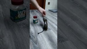 Дрессировка Дегу