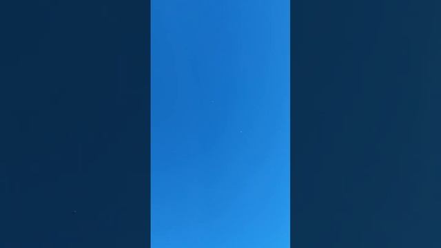 Николаевские голуби в Германии.