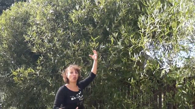 Русская ива. Видео-обзор Шаровидной Ивы.