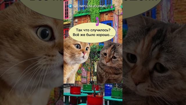 Знаю наперед #мыкотики #вмем #разговор #анекдот #шутки #кот #юмор #смешное #прикольно #мемы #cat смотреть онлайн