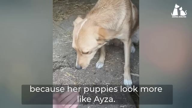 The cry and fear of puppies in a tunnel cave waiting for help and extreme stress смотреть онлайн