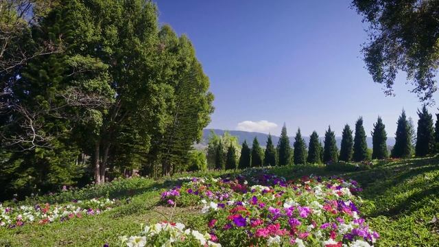 Peder B. Helland - My Rose (Radio Edit) смотреть онлайн