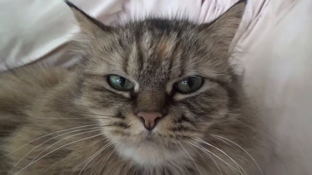 2017年1月25日TRAIN SUITE ウィングの今日の猫動画シリーズ#82 смотреть онлайн