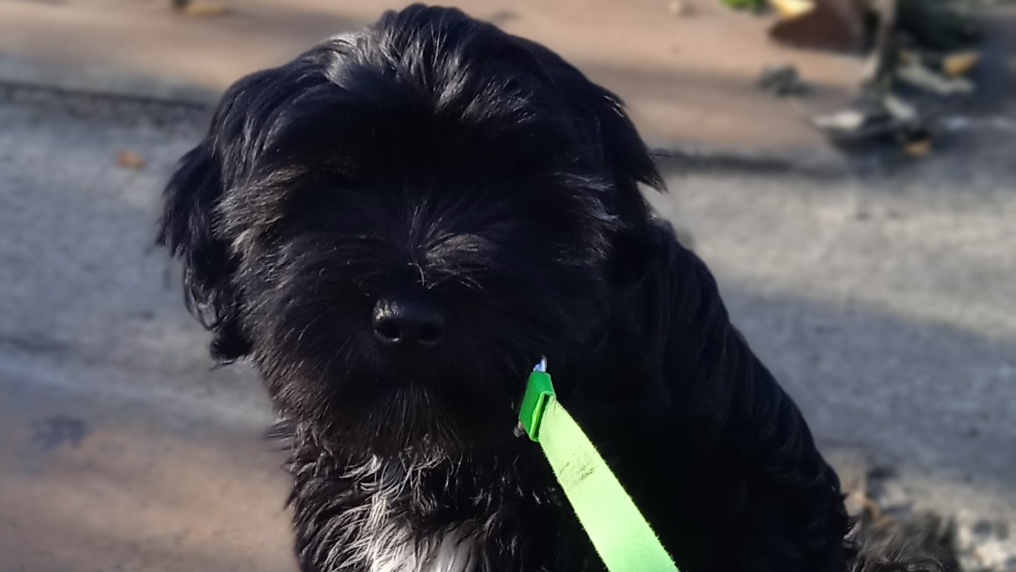 Щенки Тибетского терьера на прогулке. смотреть онлайн