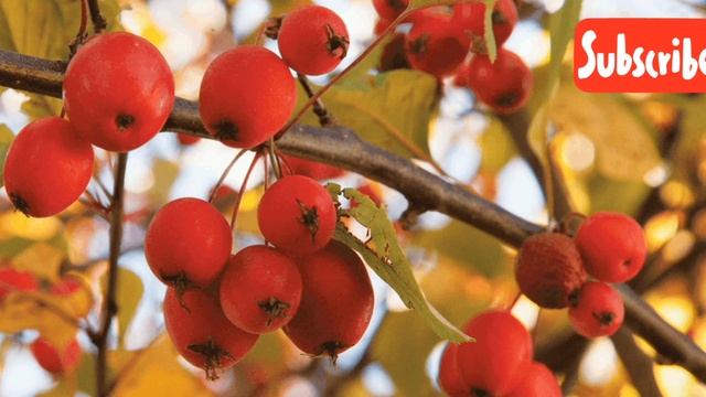 Crab Apple смотреть онлайн