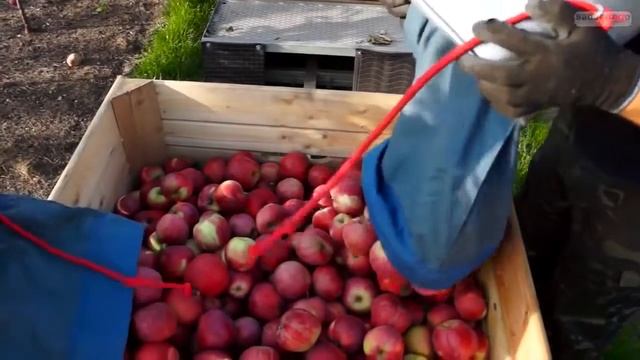 anowar asiu Under The Apple Tree Song from Comedy Bang Bang # 418 feat Victor & Tiny смотреть онлайн