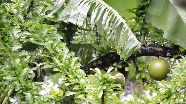 Apple tree Rain Sounds for Sleeping or Meditation 🌧️ Drops from an apple Tree Sounds for Study смотреть онлайн