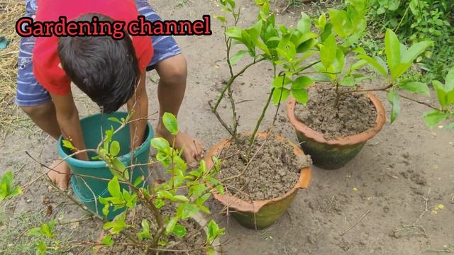 Reporting Lemon, chiku and white water apple plant смотреть онлайн