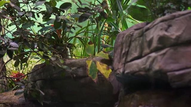 аквариум ВДНХ смотреть онлайн