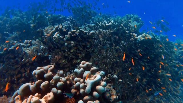 Short meditation with underwater world footage and relaxing music смотреть онлайн