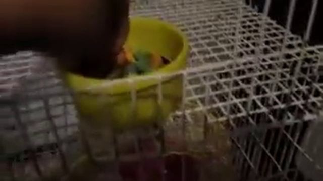 Herman the hamster cage tour смотреть онлайн
