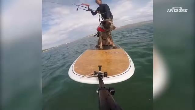 People are Awesome & The Pet смотреть онлайн