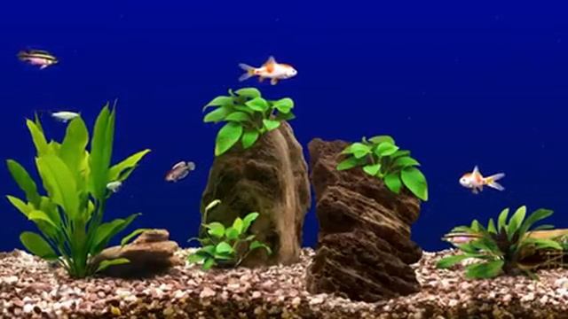 Aqua Garden Deluxe Bonus Fish (4K) смотреть онлайн