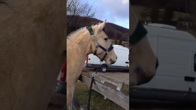 Chicilla & Desierto in the wind - B&F Horsemanship смотреть онлайн