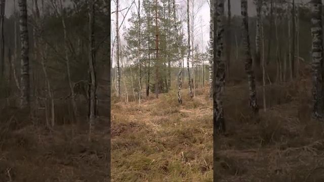 Дятел снято на Айфон 12 про макс смотреть онлайн