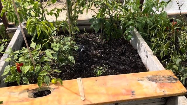 🥬august / september garden-what we are planting, sowing & growing+Tips #southerncaliforniagardening смотреть онлайн