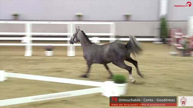 Westf. Hauptkörung Reitpferdehengste 2020: 76 - Untouchable - Cento - Goodtimes смотреть онлайн