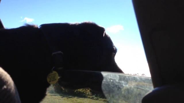 Tairn out car window смотреть онлайн