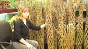 Видео-обзор. Живое плетеное дерево из ивы.