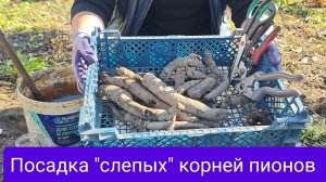 Посадка "слепых"корней пионов