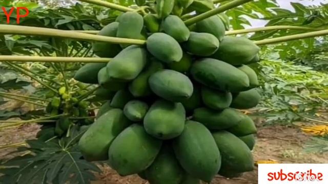 ছায়াযুক্ত স্থানে কি কি চাষ করা যায় এবং ফলন কেমন হয়। Shade Loving Vegetable Cultivation idea - sobji смотреть онлайн