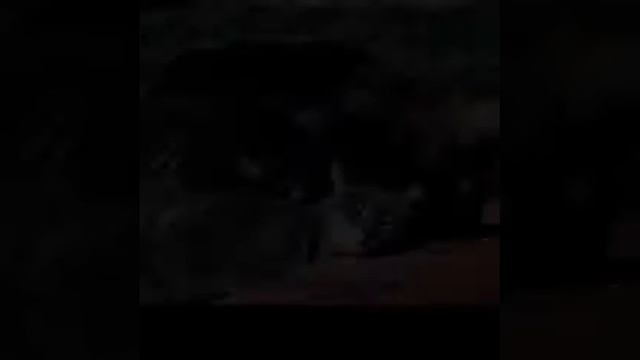 Песня идиоты марьяна ро под клип собака +ко смотреть онлайн