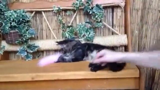 Big Apple Appl смотреть онлайн