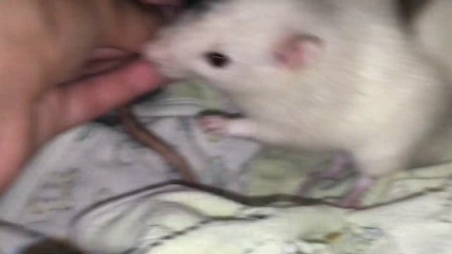~My Rats Trying Apples~ (do they like it?) смотреть онлайн