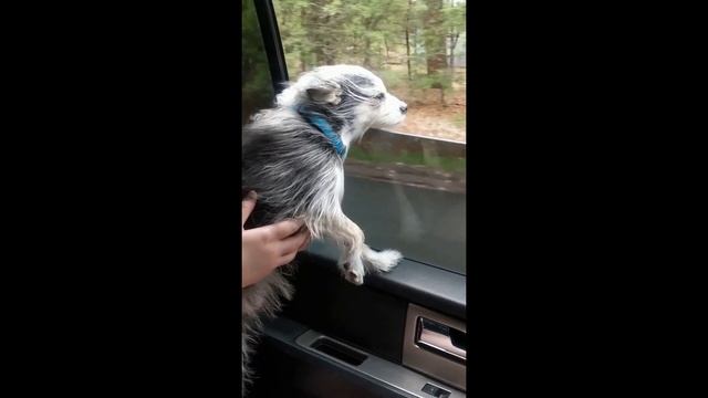 ADORABLE Puppy Looking out Car Window! смотреть онлайн