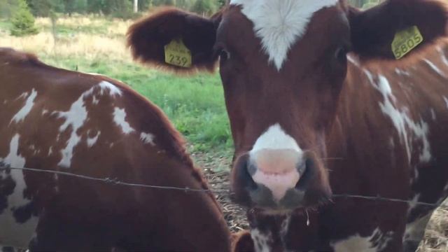 APPLE IPHONE 6S APPLE IOS 9 APPLE WATCH IPAD ANDROID WINDOWS 10 KANGASALA TO RAUTAJÄRVI COWS смотреть онлайн