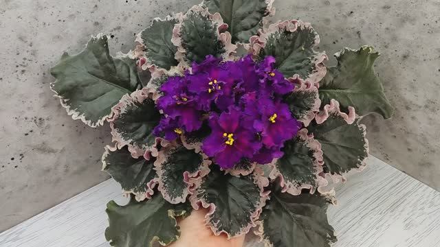 Фиалка ВаТ-Тип-Топ