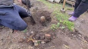 Завалился забор в огороде. Демонтируем остатки забора. Опять кирпичи😱