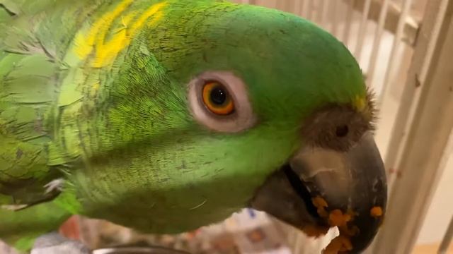 Dino the Parrot eating grated carrots with apples смотреть онлайн