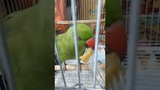 Parrot eating apple on folk смотреть онлайн