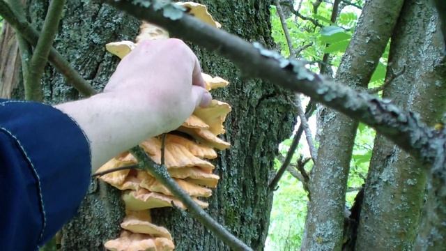 Как я делаю дубовые брусочки для выдержки напитков ? смотреть онлайн