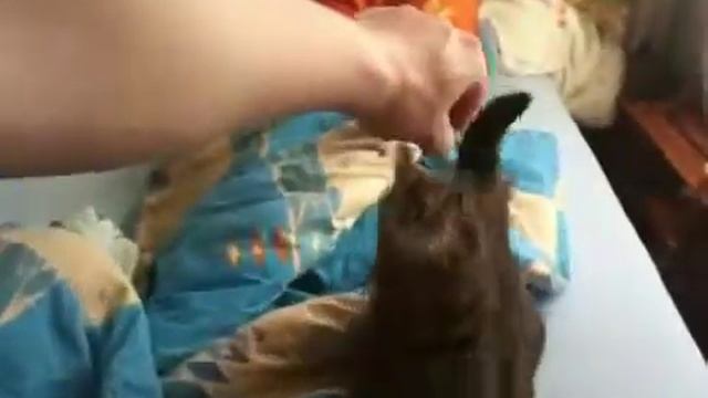 Katzen Nino und Sina 6jul смотреть онлайн