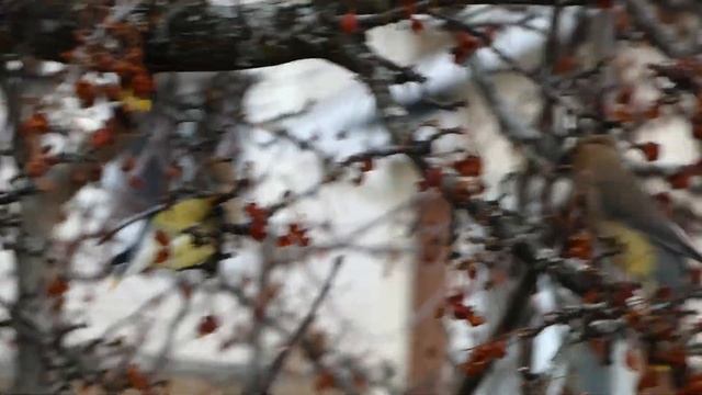 Birds in Crab Apple tree смотреть онлайн