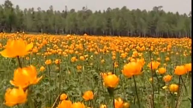 Заволокина - Ветка сирени