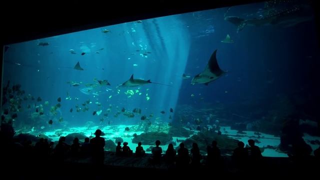 Georgia Aquarium Whale Shark tank смотреть онлайн
