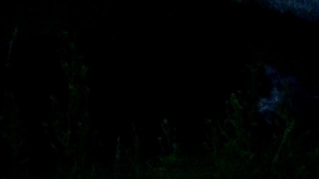 BLACK BEAR OUTSIDE MY FRONT DOOR!! смотреть онлайн