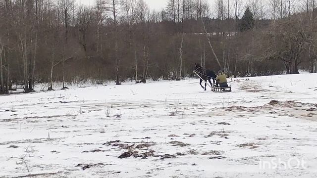 Первый раз запрягли жеребца в сани!!!🐎 Обучение жеребца/Жизнь в деревне смотреть онлайн